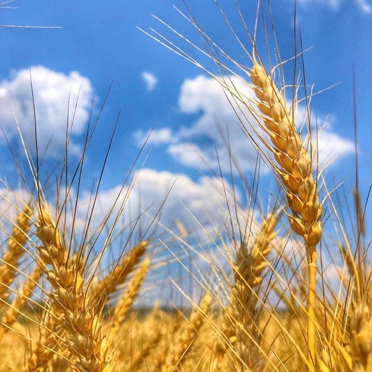Buğday Tohumu