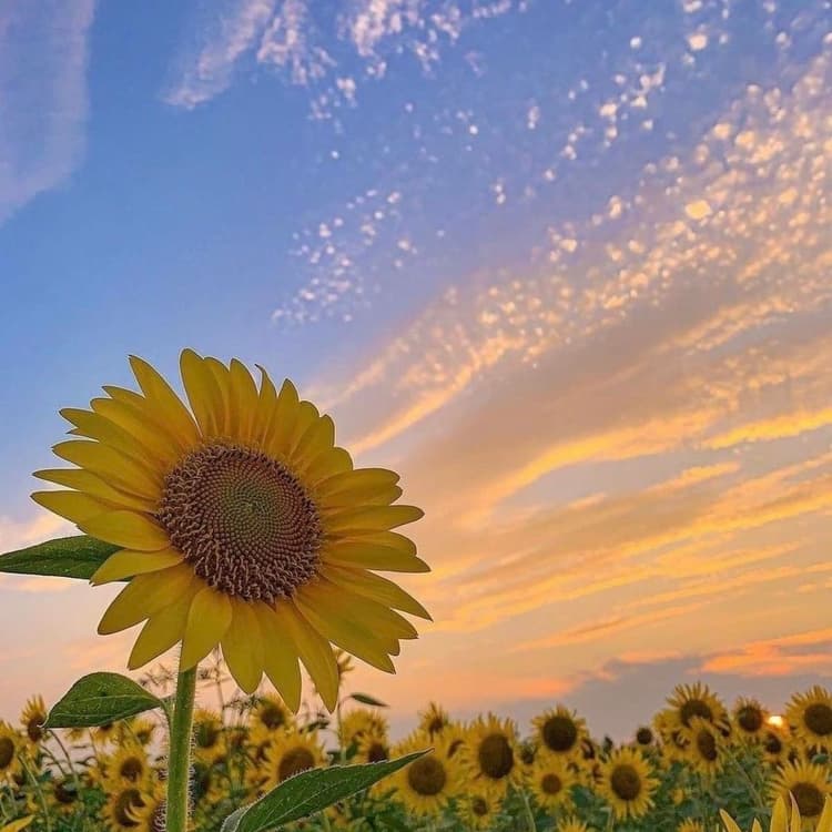 Ayçekirdeği Tohumu